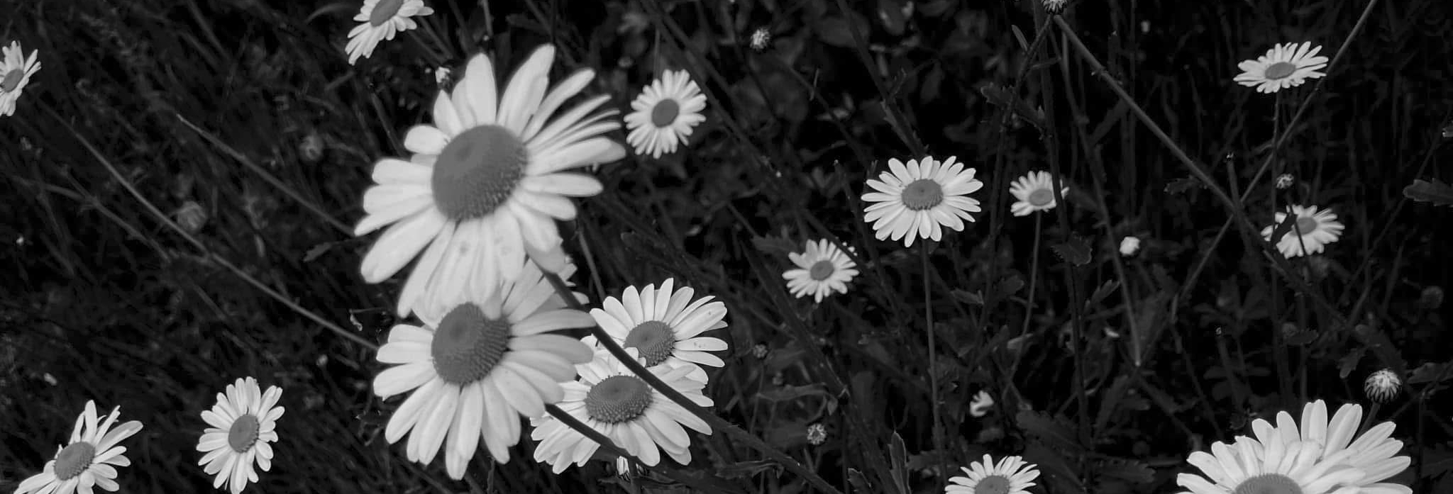 photograph of daisys